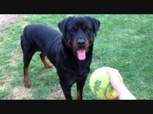 Rottie with a ball